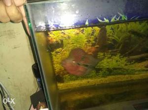 Male super red dragon Flowerhorn for sale very
