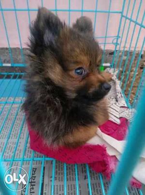 Mini pom female 2.5 month old for sale
