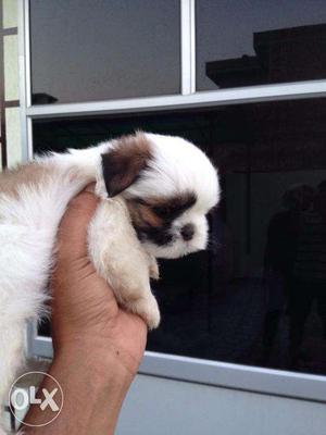 Most Beautiful Shih Tzu puppies available for good homes.
