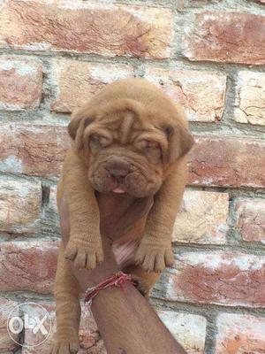 Most Beautiful french mastiff puppies available for good