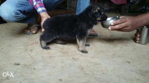 PATNA:-ANIMALS HOUSE have pure breeds puppies