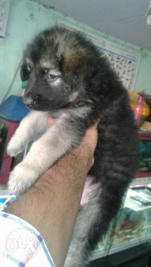 PATNA --DOGS Puppies for selling pure breeds and kittens