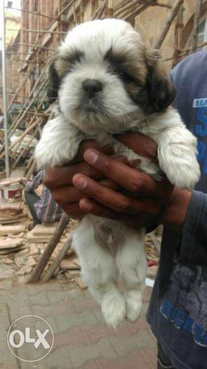 PATNA I::Out going "DOg Puppies The pets park And
