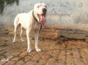 Pakistani bully pup for sale father KHUMAAR