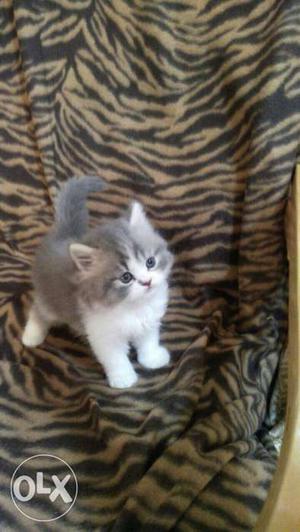 Playfull and home breed pure persian kitten cats sale.all