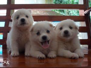 Pomeranian male and female puppies