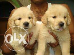Princy kennel;-golden retreiver small size puppy available