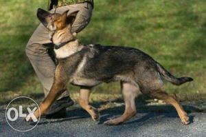 Professional dog training at u r door step and