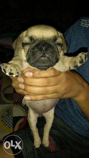 Pug female heavy bone original breed for sale