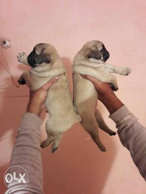 Pug full wrinkles puppy available male 
