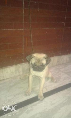 Pug super quality female pup 4 months old