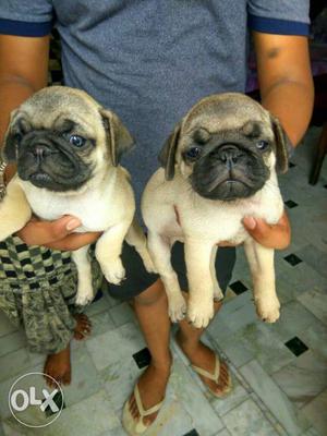 Pugs puppies available... male  female 