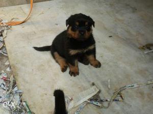 Rottweiler female 3puppies 35days old