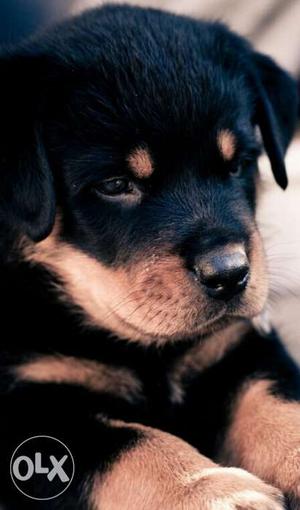 Rottweiller puppies with license..