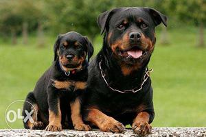 Rottwellier pupps at sam kennel in top quality location