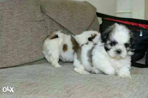 Satna:-great Dane' Boxer'beagle'all Puppeis Kitten&cash On