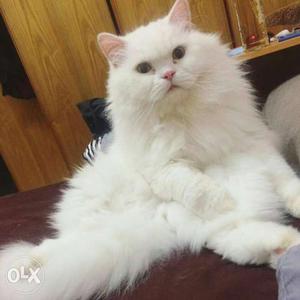 Show quality healthy persian cats kitten sale.all colors