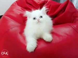 Snow White Blue Eye Pure Persian Kittens Available