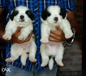 St.bernard puppies pure exotic show quality we also