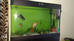Subo fish aquarium 4 feet including 9 fishes with