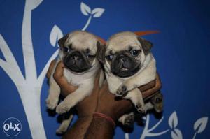 Super Quality Pug Puppy Available