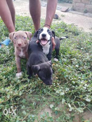 Three Black-white-and-brown Pit Bull Puppies