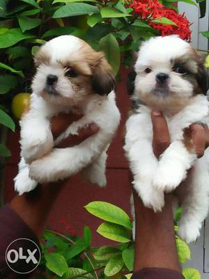 Two Brown And White Shih Tzu Puppies