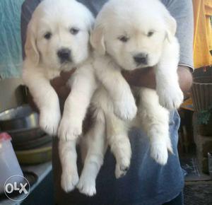 Two Cream Labrador Retriever Puppies