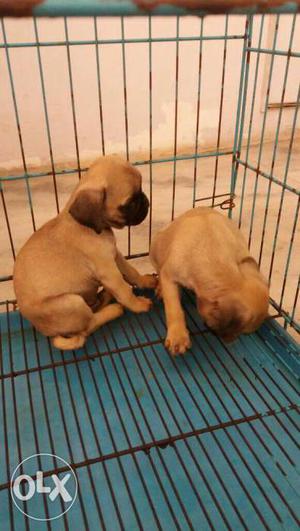 Two Tan Pug Puppies