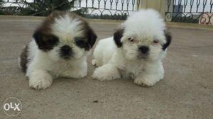 Unbelievable Shih Tzu) Top Quality Puppies I Have Available