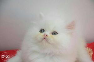 Urgent sale Blue Eyes Persian kitten
