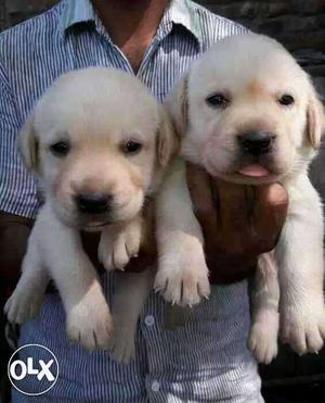 Wardha;- IDog Puppies And Kittens Cash On Delivery