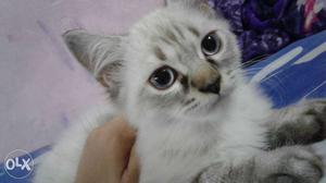 White And Gray Long-fur Kitten