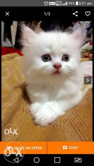 White.golden grey all lovely colors persian kitten cats