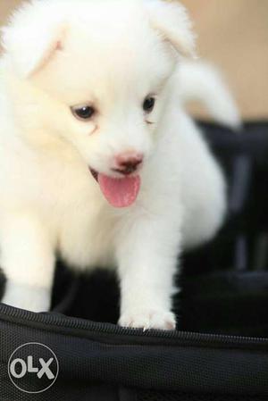 White pamarin puppy