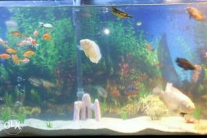 rs only- quatic active trtl for sale.