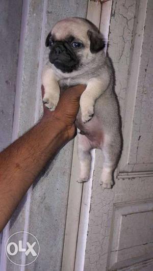 100% pure pug puppies available