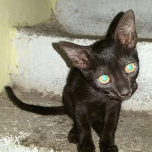 2 cats pets "The black ninja kitty", kitten cats *unics must