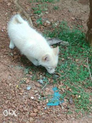 2 month old female miniature pomerian for sale..