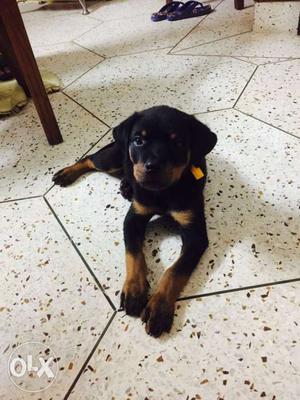 2 months pure breed male Rottweiler puppy for sale