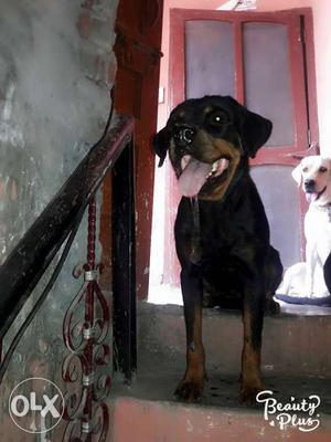 2 year old rott female near hit pure breed or