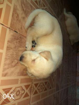 25 days old white Labrador puppies available. For