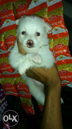 26 days pom male avalible..