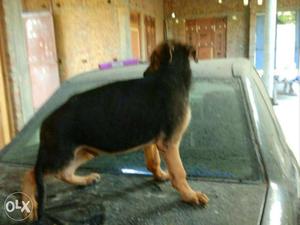 3 months old champion lineage gsd pups red and