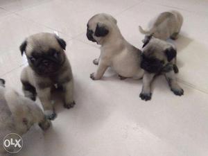 3 weeks old pug puppies for sale - pure bred
