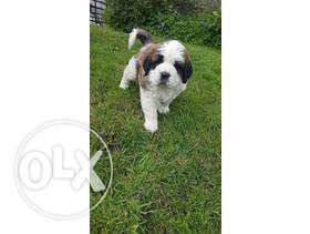 30 to 35 DAYS old saint Bernard puppy available in my dayal