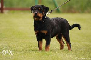 4 month old pure rottweiler and all vaccine is