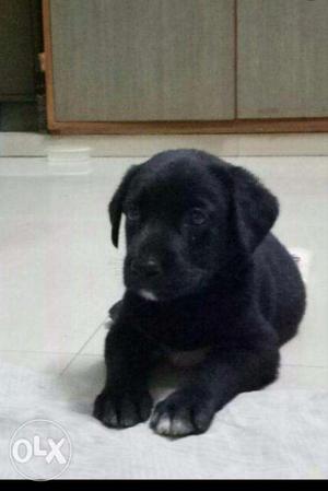 45 days old black Labrador puppy for sale.