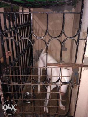 7 month old male pup - original Rajapalayam-