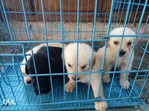 953o Shanu dog store available show quality all breeds